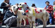 Malatya'nın En Güzel Kuzusu Seçildi
