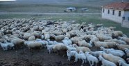 Kuzuların koyunlara kavuşma anı renkli görüntüler oluşturdu