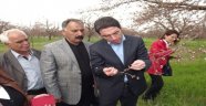 Kiraz kayısı bahçelerinde incelemelerde bulundu