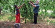 Kiraz hasadı objektiflere yansıdı