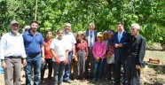 Vali Kaban Kayısı hasadını yerinde inceledi