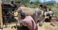 Eşek sütü hem şifa hem de kazanç sağladı