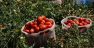 Üreticilere domates güvesi uyarısı
