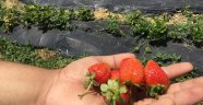 Çilek fideleri Malatya'dan..