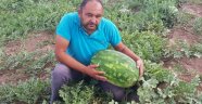 30 kilogramlık karpuz yetiştirdi