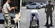 Mayın arama köpeklerinin tedavisi Malatya'da yapılıyor