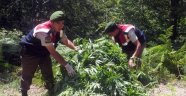 Arapgir'de uyuşturucu operasyonu