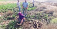 Yazıhan'da pancar hasadı başladı