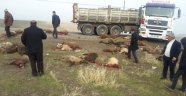 Tır koyun sürüsüne çarptı: 70 koyun telef oldu