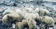 Rusya'da kutup ayıları şehre indi, acil durum ilan edildi