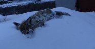 Kars'ın soğuğu tilki dondurdu