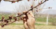 Kayısı çiçekleri soğuktan etkilendi