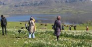Nergisler turistlerin akınına uğruyor