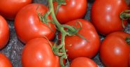 Irak domates ithalatı yasağını kaldırdı