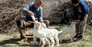 Oğlaklarına bebekler gibi bakıyor