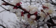 Kayısıyı Nisan'da kar vurdu