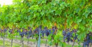 "Boğzakere" üzümü tescillendi