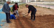 Kendi sebzelerini kendileri ekiyorlar