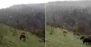 Mayıs ayında lapa lapa yağan kar şaşırttı