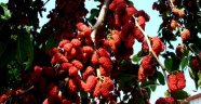 Yapraktan çok meyvesi olan dut ağaçları şaşırttı