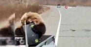 Rusya'da bir ayı kamyonet kasasından alet çantası çaldı
