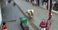 Çin'de hızla koşan at yayaları ezdi
