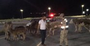 Kaybolan hayvanları jandarma buldu