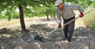 Kayısıda yoğun mesai başladı
