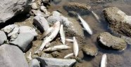 Ordu'nun derelerinde toplu balık ölümleri