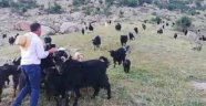 Bingöllü çobana Malatya'dan rakip