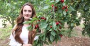 Dalbastı kirazında hasat başladı