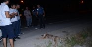 Pikabın çarptığı kurt telef oldu