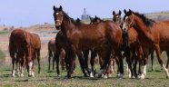 Ünlü Arap tayları özenle yetiştiriliyor