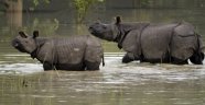Hindistan'da sel: Vahşi hayvanlar firarda