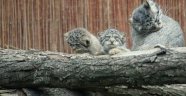 Polonya'da nesli tükenme tehlikesi bulunan 5 pallas kedisi doğdu