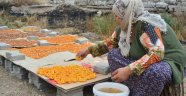 Kayseri'de kayısı kurutma işlemi