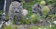 Kar leoparı yavrularının açık hava keyfi