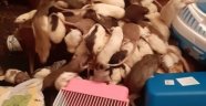 Rusya'da bir kadının yüzlerce fareyle birlikte yaşadığı ortaya çıktı