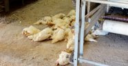 Bursa'da 100 bin tavuk itlaf edildi