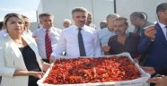  Dila Kırmızıbiber'de ilk hasat