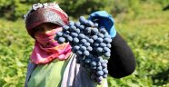 Bağlarda üzüm hasadı devam ediyor