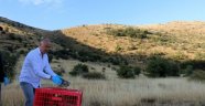 Hekimhan'da keklikler doğaya salındı