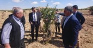 Aşılı alıç fidanı dikimi gerçekleştirildi