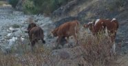 Kaybolan inekleri Jandarma buldu