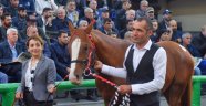 Yarış tayları ev fiyatına alıcı buldu