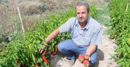 Kapya biber üretimi yaygınlaşıyor