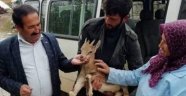 Çobandan örnek davranış