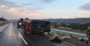 Siirt'te kamyonun çarptığı 15 koyun telef oldu