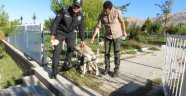 Polislerden yaralı köpeğe şefkat eli