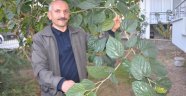  Kışa girerken meyve verdi